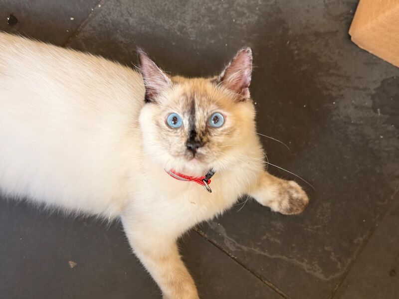 Two ragdoll kittens