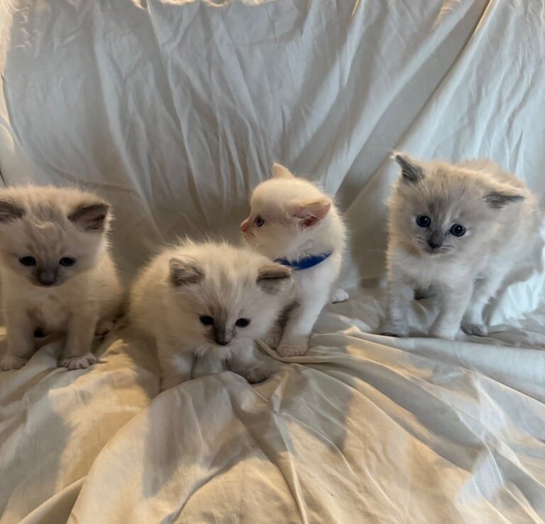Ragdoll kittens for sale in Chelmsford, Essex – 7 weeks old