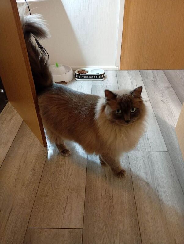 Ragdoll kittens for sale in Lanark, South Lanarkshire – 2 years old