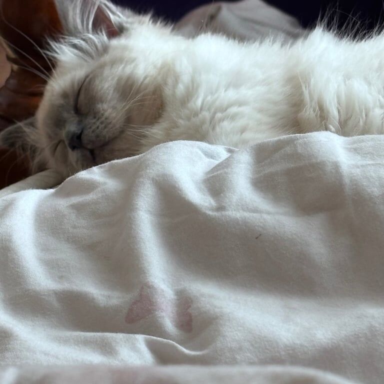 Ragdoll kittens for sale in Bolton, Greater Manchester – 4 months old