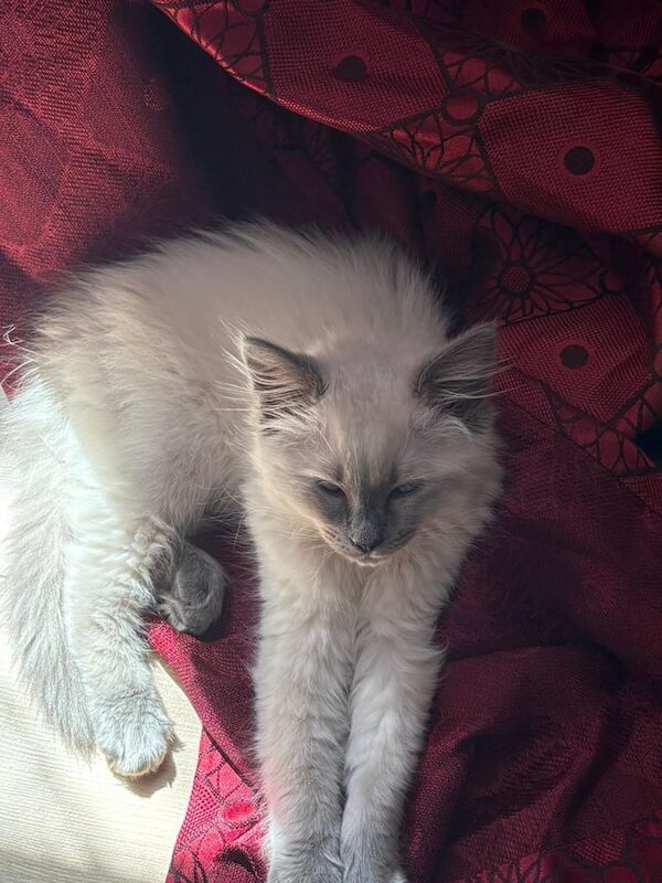 Ragdoll kittens for sale in Bolton, Greater Manchester – 4 months old - Image 2 of 3