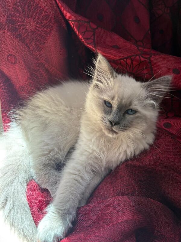 Ragdoll kittens for sale in Bolton, Greater Manchester – 4 months old - Image 3 of 3