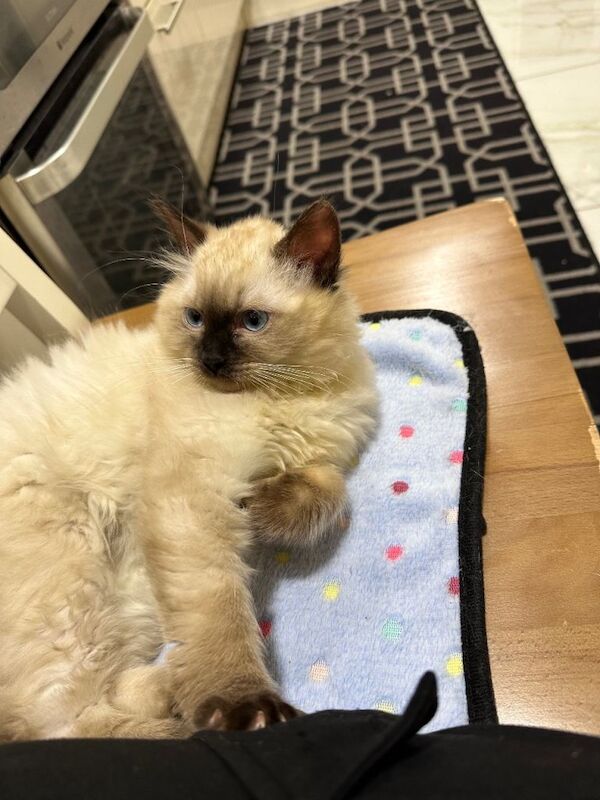 Ragdoll kittens for sale in Grays, Essex – 3 months old