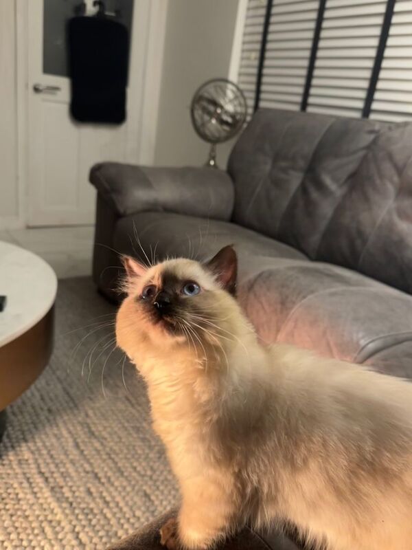 Ragdoll kittens for sale in Grays, Essex – 3 months old - Image 2 of 6