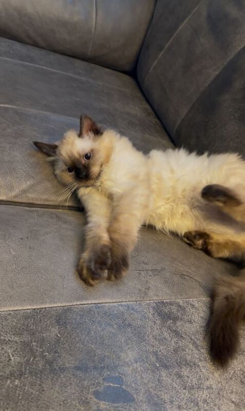 Ragdoll kittens for sale in Grays, Essex – 3 months old - Image 3 of 6