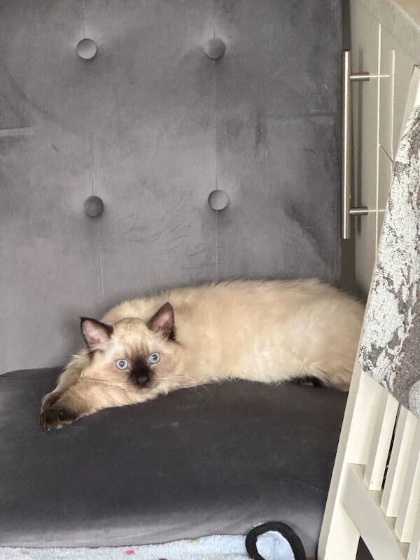 Ragdoll kittens for sale in Grays, Essex – 3 months old - Image 4 of 6