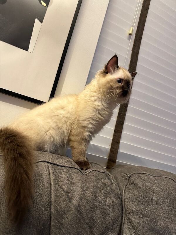 Ragdoll kittens for sale in Grays, Essex – 3 months old - Image 6 of 6