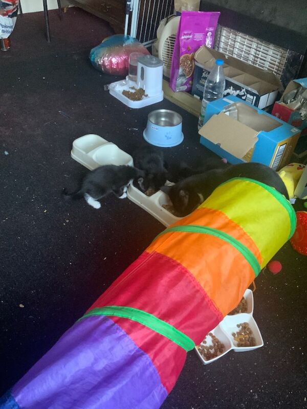 Very healthy and playful cats for new forever homes. - Image 3 of 4