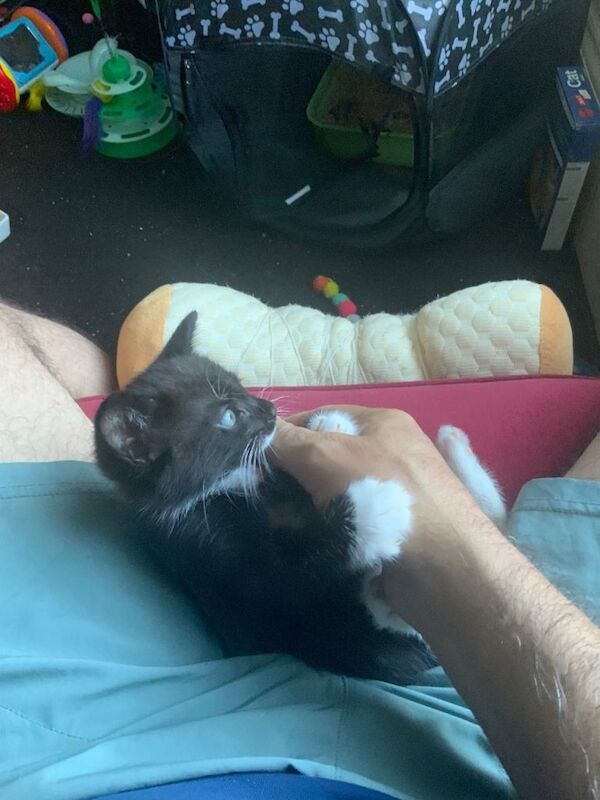 Very healthy and playful cats for new forever homes. - Image 4 of 4