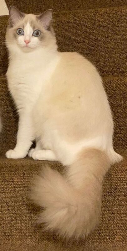 We are looking for a very special home for our beloved retired queen, Sissi