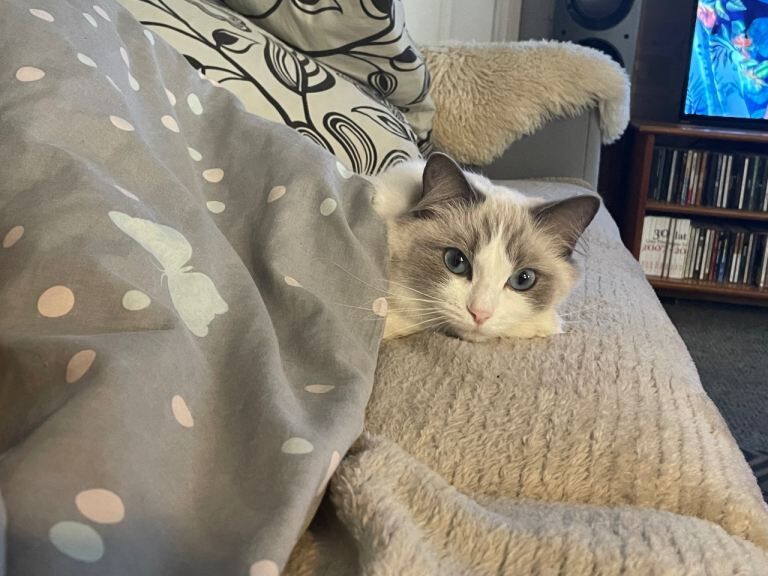 We are looking for a very special home for our beloved retired queen, Sissi - Image 2 of 3