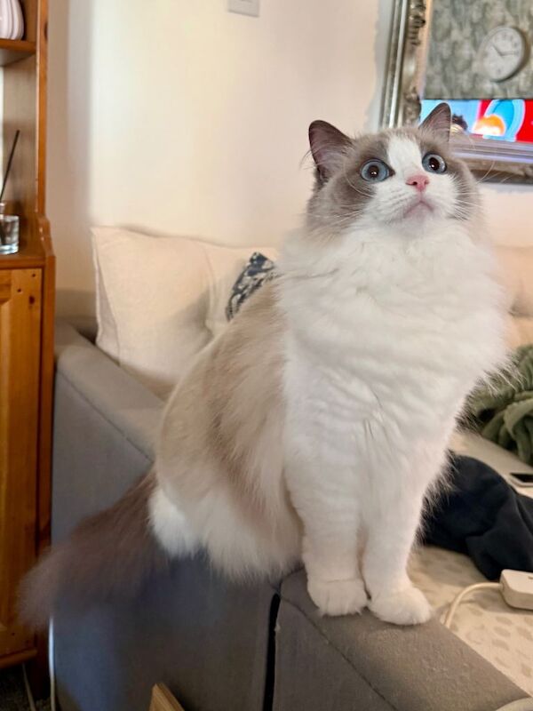 We are looking for a very special home for our beloved retired queen, Sissi - Image 3 of 3