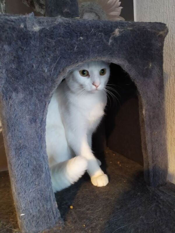 White rag doll cross