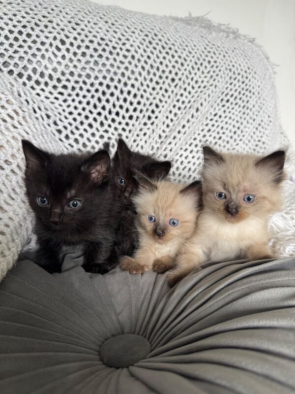 Ragdoll kittens for sale in Warrington, Cheshire – 6 weeks old