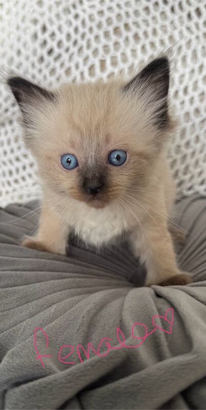 Ragdoll kittens for sale in Warrington, Cheshire – 6 weeks old - Image 2 of 3