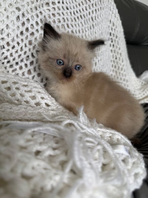 Ragdoll kittens for sale in Warrington, Cheshire – 6 weeks old - Image 3 of 3