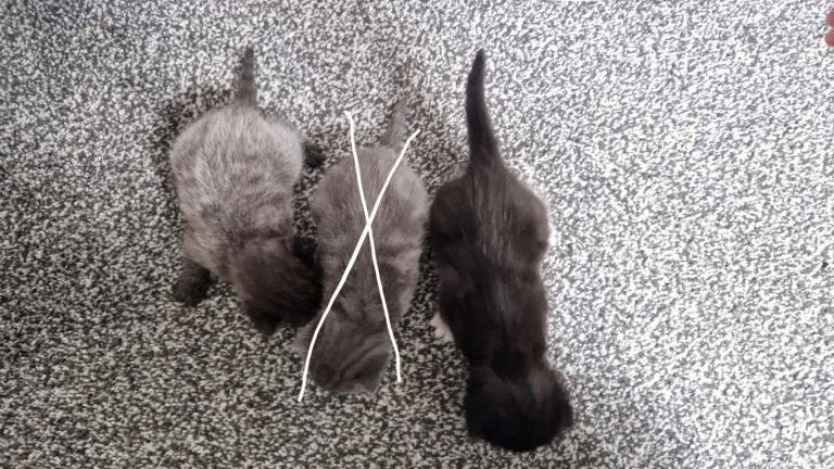 Ragdoll Kittens For Sale Under £300