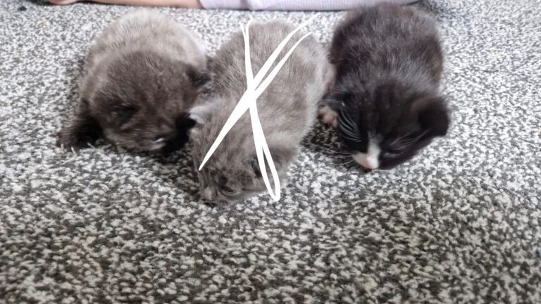 x2 male ragdoll cross kittens - Image 2 of 4