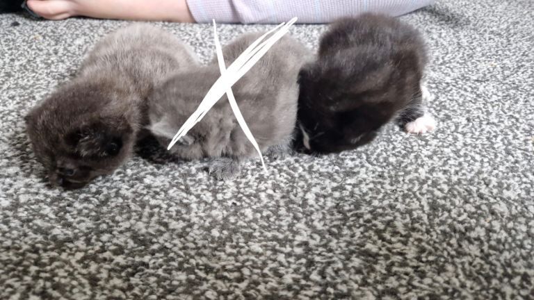 x2 male ragdoll cross kittens - Image 4 of 4