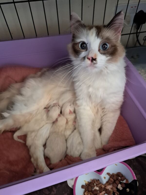 Anne Whetnall - Private Seller on Ragdoll Owners - Image 1