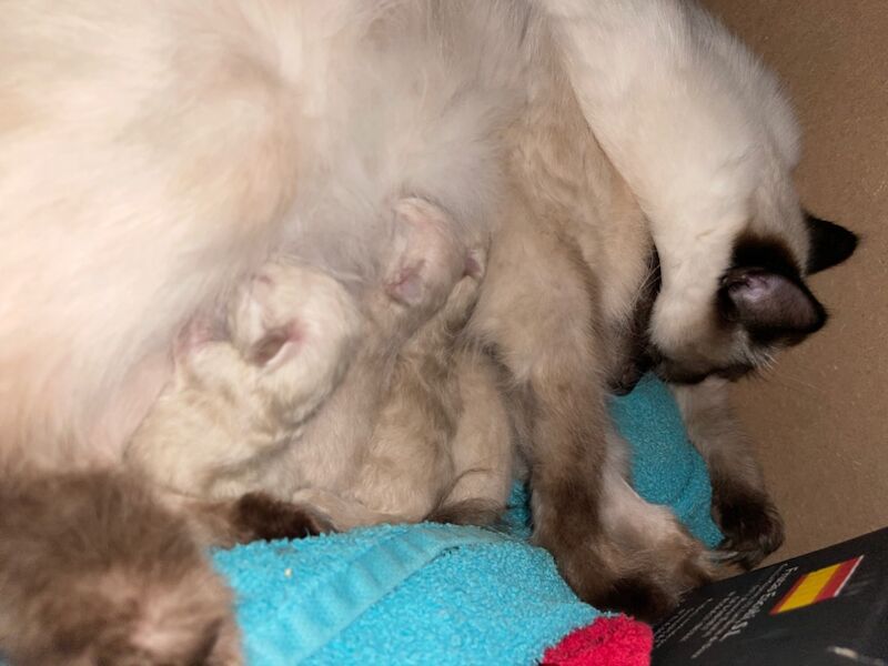 Nebet-Het Ragdolls - Ragdoll Breeder - Image 1