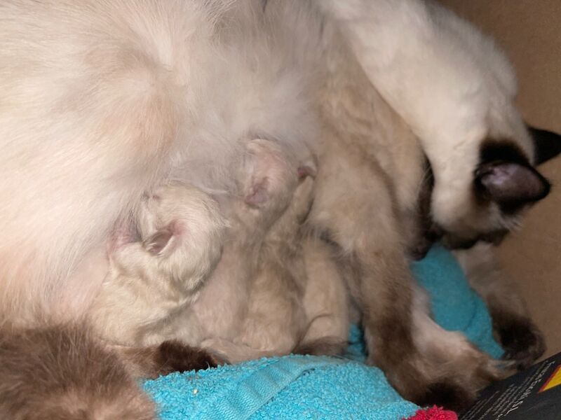Nebet-Het Ragdolls - Ragdoll Breeder - Image 2