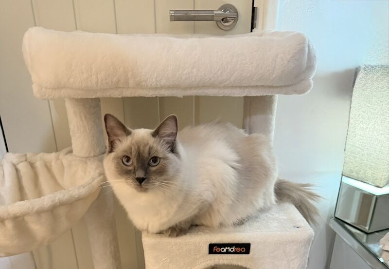 Paige - Private Seller on Ragdoll Owners - Image 1