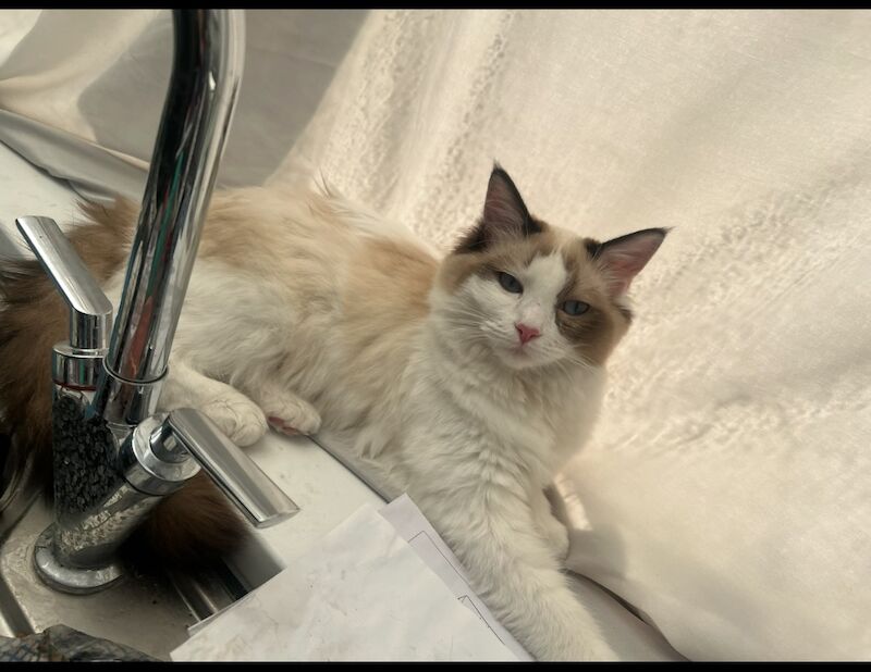 Paige - Private Seller on Ragdoll Owners - Image 2